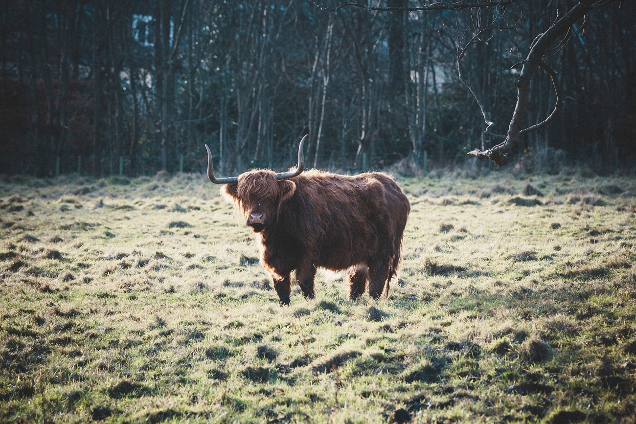 Highland Cow at Prestonfield House