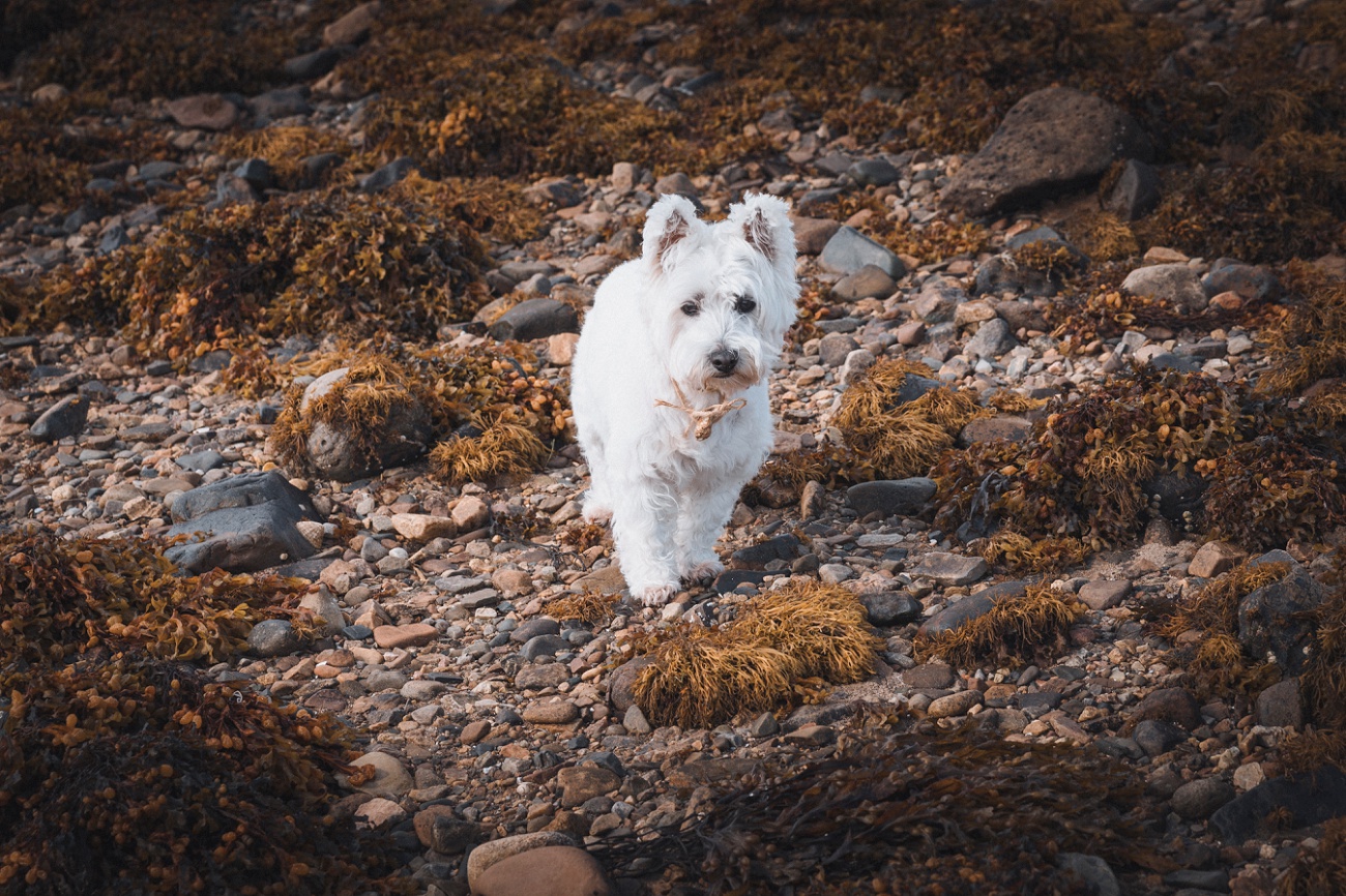 rainy Isle of skye elopement beach wedding 0043